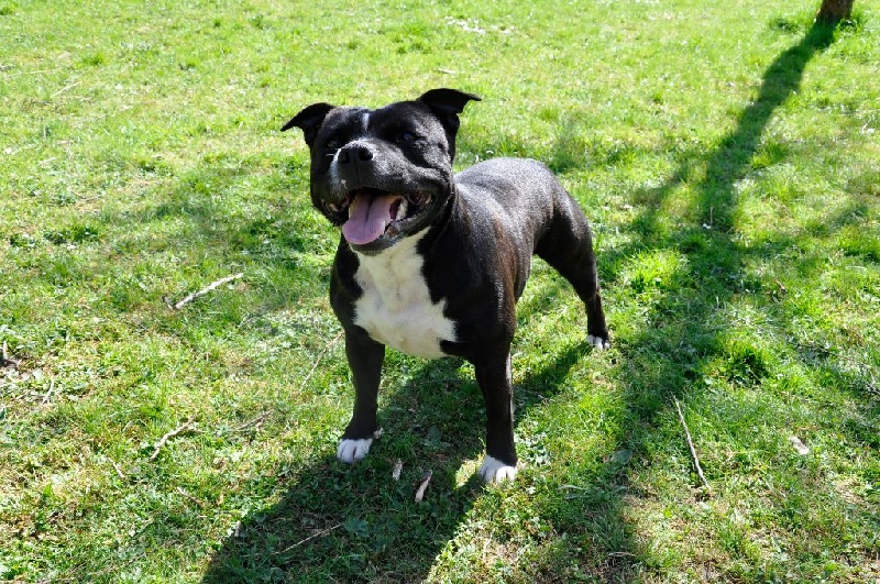 Dream Dog's Project Honey black baby at solfarino kennel